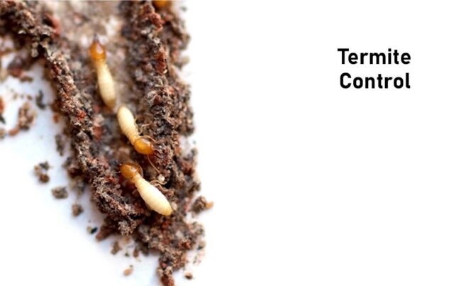 Benefits-To-Having-A-Termite-Inspection