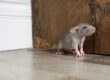 Winter-Rodents-Holistic-Pest-Solutions