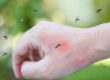controlling-mosquitoes