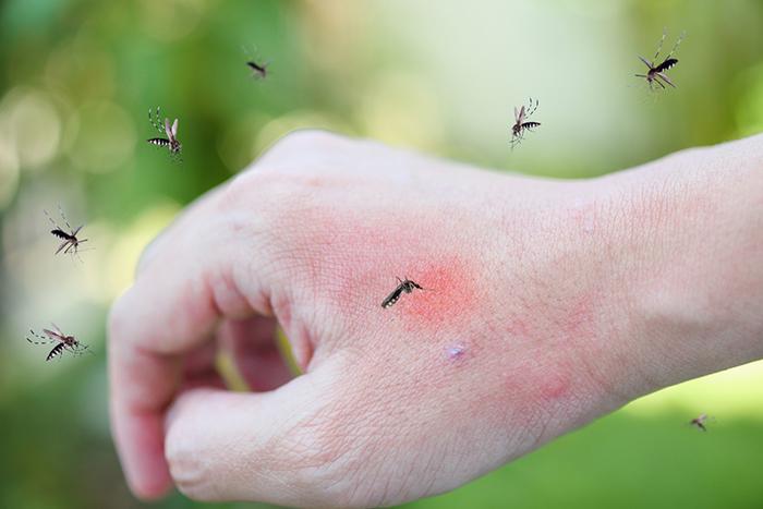 controlling-mosquitoes