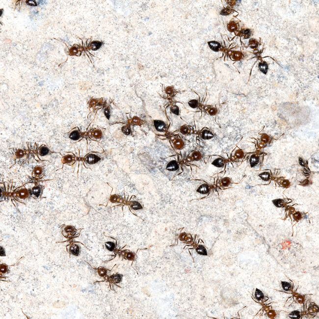 March-Comes-With-Ants