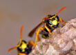 Hornets In Virginia - 5 Surprising Facts