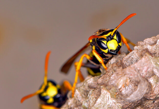 Hornets In Virginia - 5 Surprising Facts