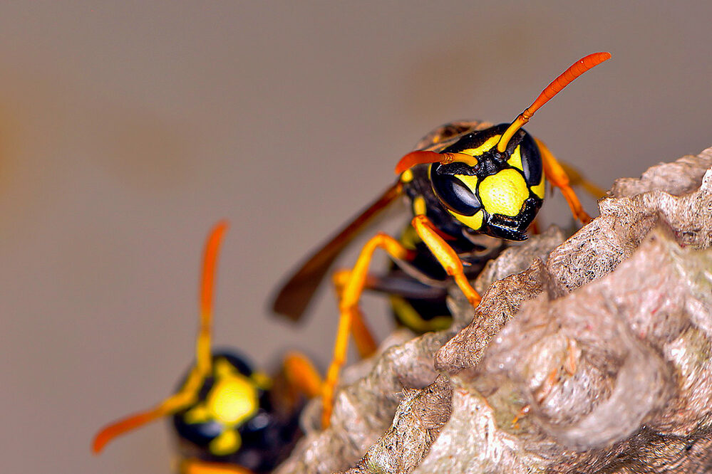 Hornets In Virginia - 5 Surprising Facts