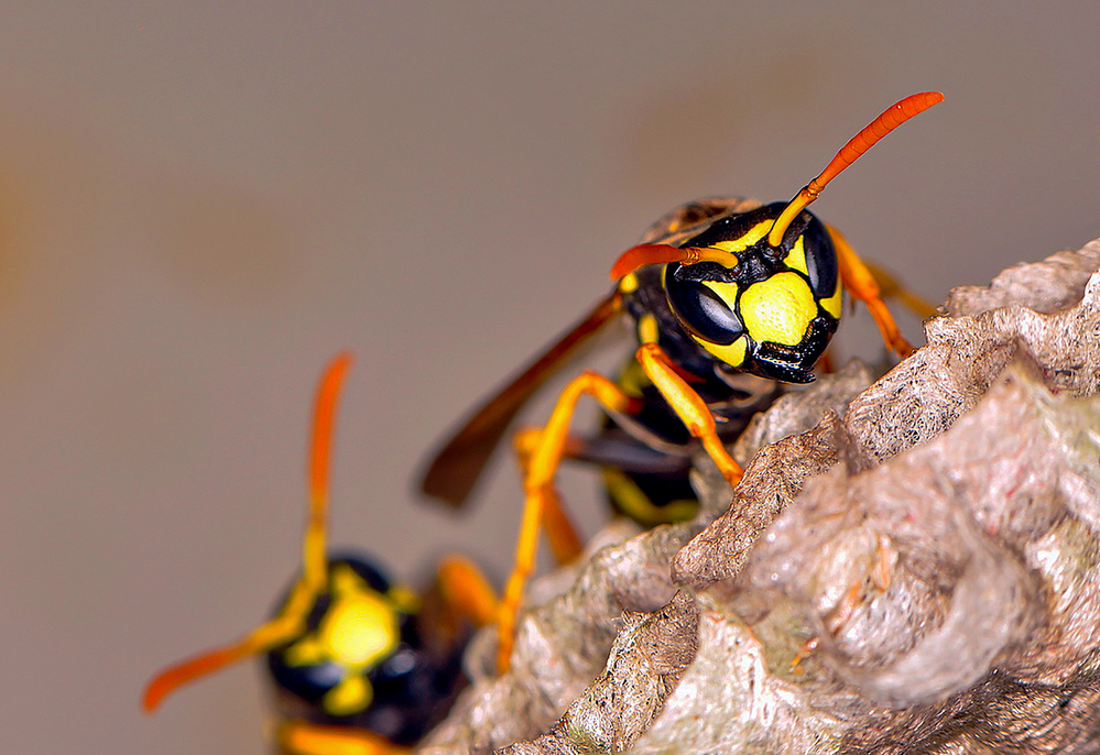 Hornets In Virginia - 5 Surprising Facts