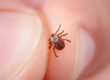 Tick-Season-in-Virginia-How-to-Protect-Yourself