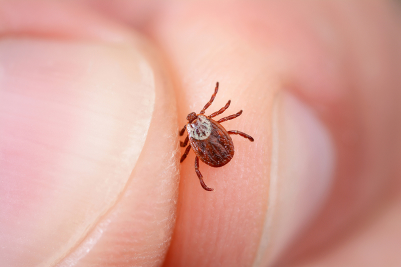 Tick-Season-in-Virginia-How-to-Protect-Yourself