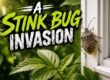 A-Stink-Bug-Invasion