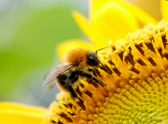 Importance-Of-Bumble-Bees