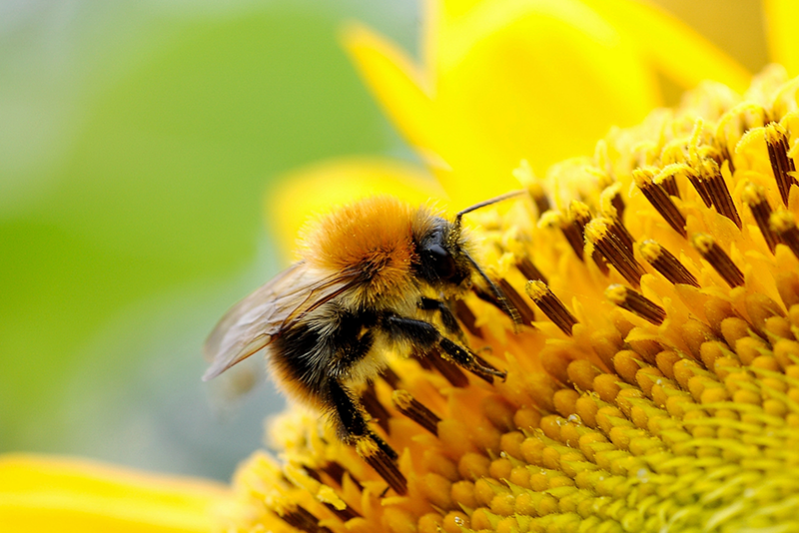 Importance-Of-Bumble-Bees