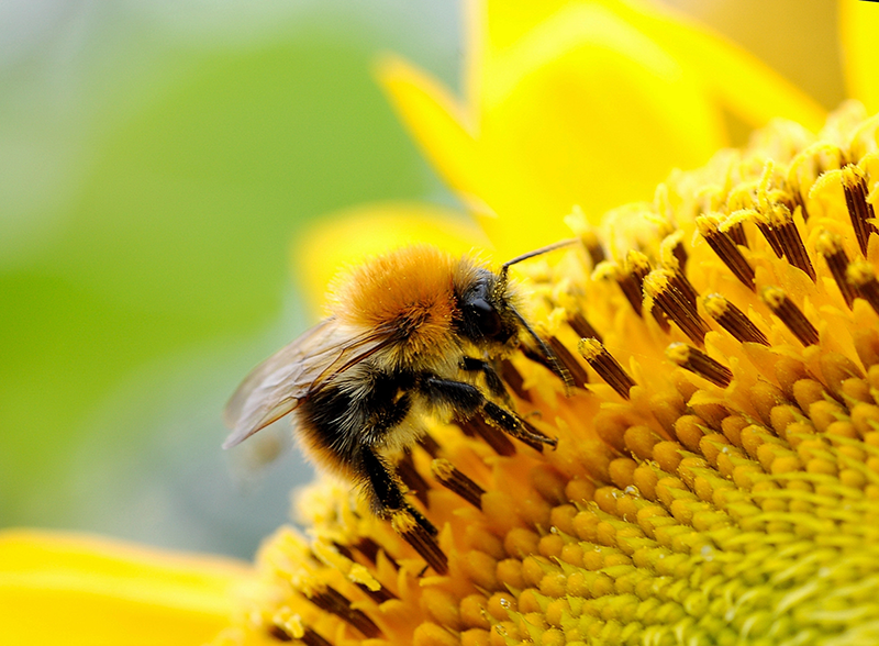 Importance-Of-Bumble-Bees