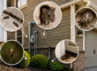 Pest-Entry-Points-Around-the-Home