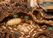 Termites-in-Central-Virginia